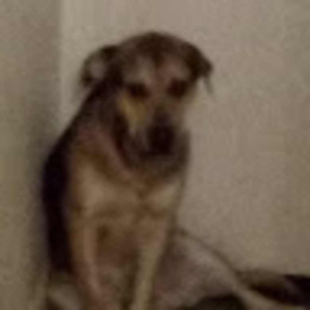 Meet your Posher, Meghan